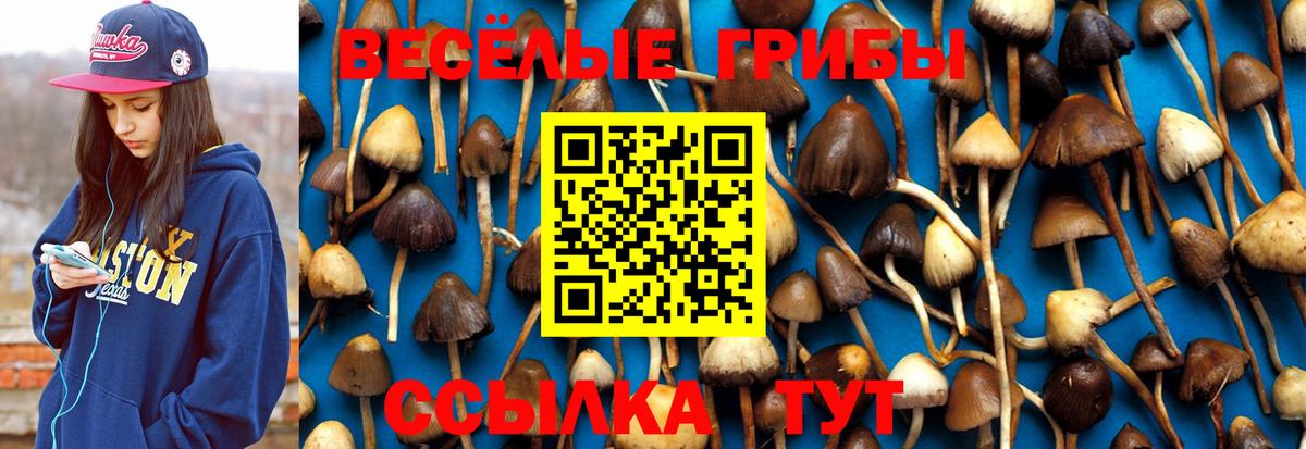 Калуга  Псилоцибиновые грибы Cubensis  Вход с VPN 
